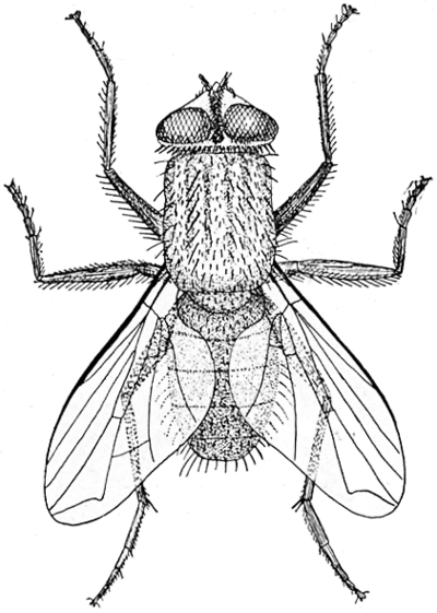 Изображение насекомых. Musca domestica комнатная Муха. Вольфартова Муха строение. Комнатная Муха (Musca domestica) строение. Муха карандашом.