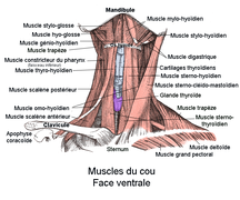 Muscle du cou (vue ventrale).