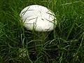 Mushroom hiding amongst grass