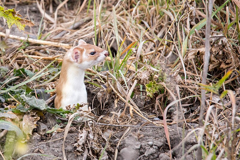 File:Mustela frenata 3585-69 (30355942443).jpg