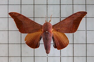 <i>Mustilia sphingiformis gerontica</i> Subspecies of moth