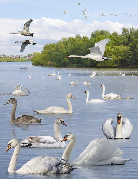 File:Mute Swan from the Crossley ID Guide Britain and Ireland.jpg