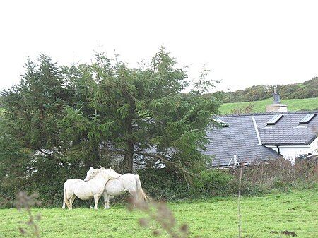 Fail:Mutual Grooming at Cae Bach - geograph.org.uk - 280928.jpg