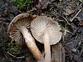 Mycena overholtsii gills.jpg