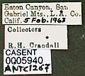 Myrmecocystus colei casent0005940 label 1.jpg