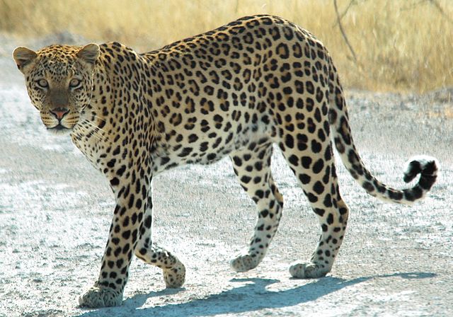 скорость леопарда
