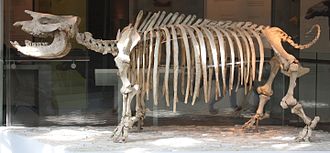 Mounted fossilized skeleton of the Miocene-Pliocene rhinoceros Teleoceras Natural History Museum of LA Teleoceras.jpg