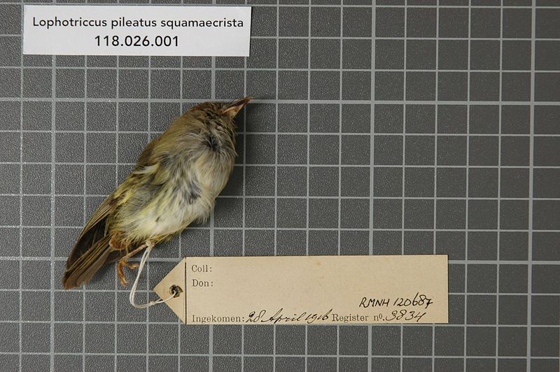 File:Naturalis Biodiversity Center - RMNH.AVES.120687 - Lophotriccus pileatus squamaecrista (Lafresnaye, 1846) - Tyrannidae - bird skin specimen.jpeg
