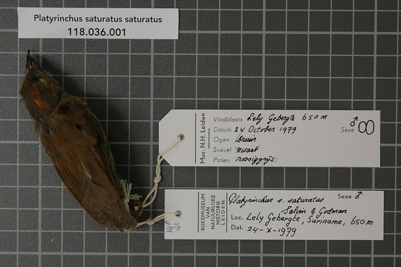 File:Naturalis Biodiversity Center - RMNH.AVES.80349 1 - Platyrinchus saturatus saturatus Salvin and Godman, 1882 - Tyrannidae - bird skin specimen.jpeg