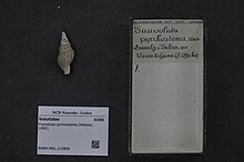 Fusivoluta pyrrhostoma shell and museum vouchers