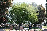 Thumbnail for File:Naturdenkmal Maulbeerbaum Friedhof Bürstadt 1.jpg