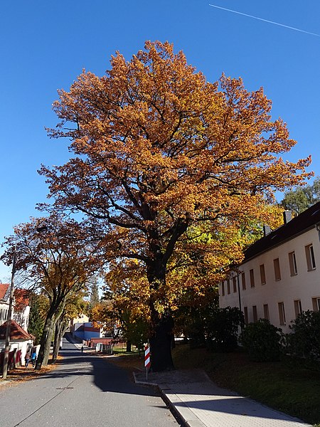 File:Naturdenkmal ND184 Eiche Gläserstr Radeberg.jpg