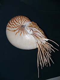 オウムガイ Wikipedia