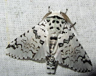 <i>Cerura liturata</i> Species of moth