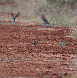 Bourke's Parrot (Neopsephotus bourkii), Northern Territory, Australia