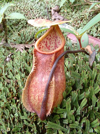 <i>Nepenthes papuana</i> Species of pitcher plant from New Guinea