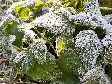 nettles in frost
