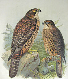 New Zealand Falcon Wikipedia