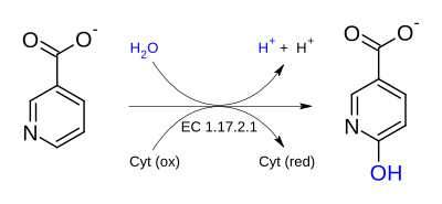 Nikotinat dehidrogenaza (sitoxrom) .svg