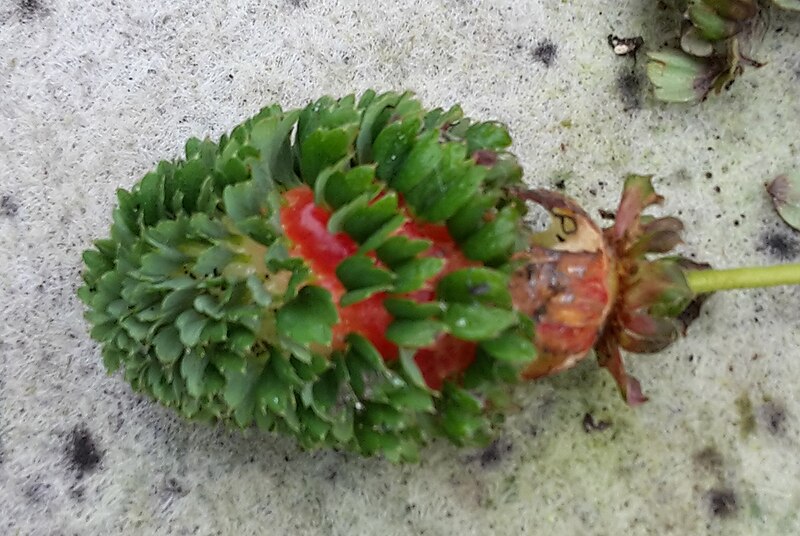 File:Nombreux akènes de fraise situés en surface ayant germé sur la fraise elle même.jpg