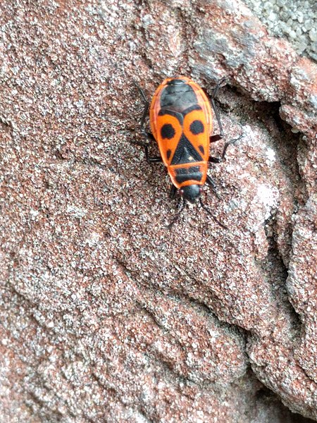 File:Noordwijk - Vuurwants (Pyrrhocoris apterus).jpg