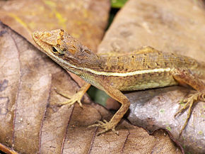 Beschrijving van de afbeelding Norops auratus.jpg.