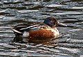 * Nomination Northern shoveler in the Central Park Turtle Pond --Rhododendrites 16:30, 14 December 2020 (UTC) * Promotion  Support Good quality. --Poco a poco 17:53, 14 December 2020 (UTC)