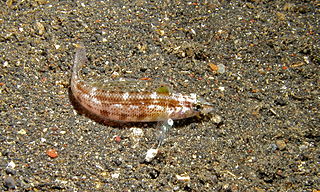 <i>Parapercis lineopunctata</i> Species of fish