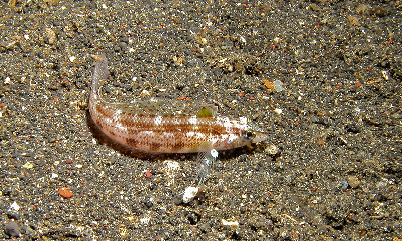 File:Nosestripe Sandperch (Parapercis lineopunctata) (8461530713).jpg