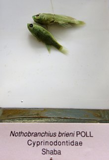 Nothobranchius brieni - Орталық Африкаға арналған корольдік мұражай - DSC06853.JPG
