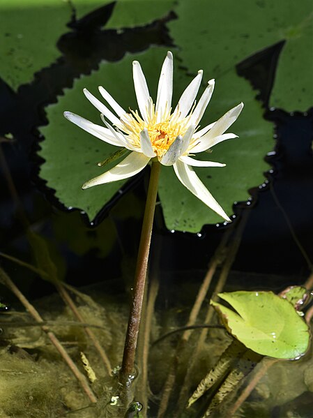 File:Nymphaea ampla kz01.jpg