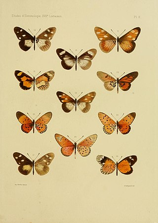 <i>Mimacraea gelinia</i> Species of butterfly