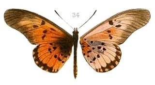 <i>Acraea perenna</i> Species of butterfly