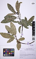 Thumbnail for Ocotea catharinensis