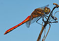 Odonata 005.jpg