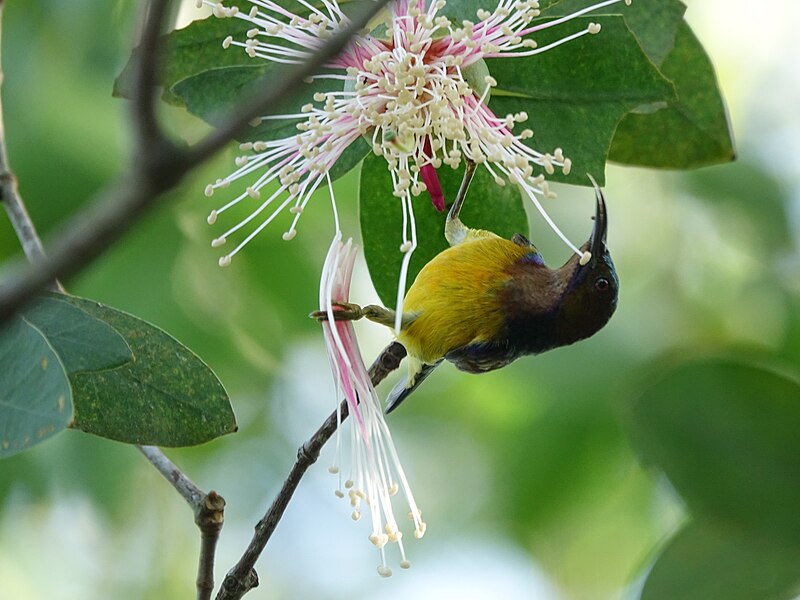 File:Olive-backed Sunbird (46007329381).jpg