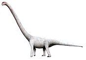 Omeisaurus tianfuensis34.jpg