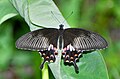 * Nomination Open wing posture Basking of Papilio polytes Linnaeus, 1758 - Common Mormon(Female form ː stichius) --Sandipoutsider 08:25, 12 March 2024 (UTC) * Decline  Oppose Very low detail (too much denoising?) --Poco a poco 19:15, 11 March 2024 (UTC)