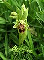 Ophrys attica Greece - Peloponnese