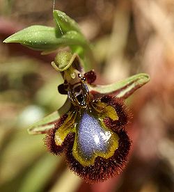 Ophrys speculum Mallorca 02.jpg