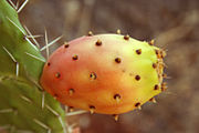 Kaktusfeige (versch. Opuntien- oder Cylindropuntia-Arten oder Brasiliopuntia brasiliensis und Tacinga palmadora)