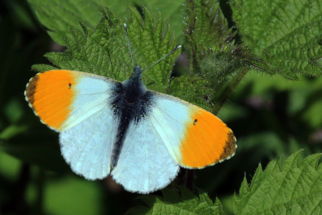 Orange Tip butterfly (Anthocharis cardamines).JPG