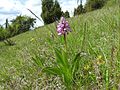 Orchis militaris Germany - Donzdorf