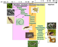 Vignette pour Guide phylogénétique illustré de la faune du sol