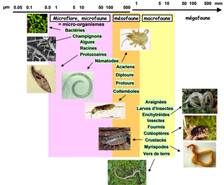 Taille et diversité des organismes du sol.