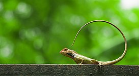 Oriental garden lizard at National Botanical Garden of Bangladesh. Photograph: Azim Khan Ronnie