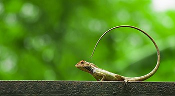 Oriental garden lizard at National Botanical Garden of Bangladesh. Photograph: Azim Khan Ronnie Licensing: CC-BY-SA-4.0