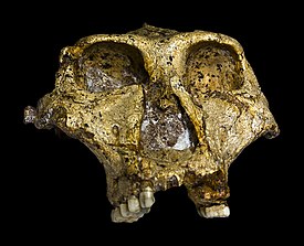 Skalle av Paranthropus robustus på Transvaal Museum