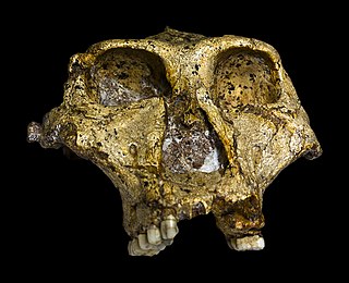 <i>Paranthropus robustus</i> species of mammal