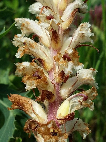 File:Orobanche picridis sl41.jpg